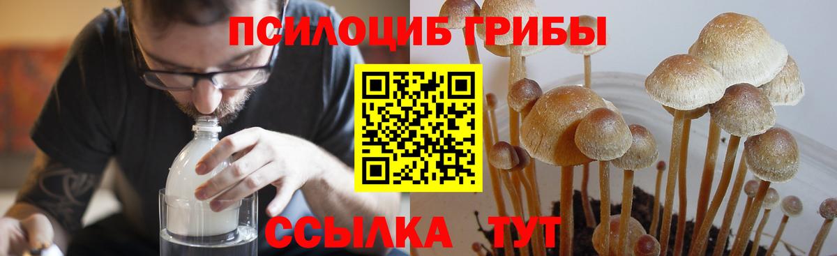Псилоцибиновые грибы мицелий Богданович